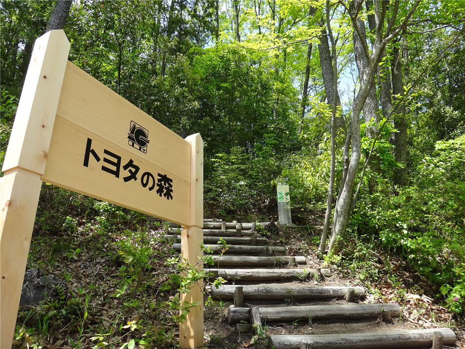  Toyota nagrodzona za prowadzenie wzorcowego parku leśnego