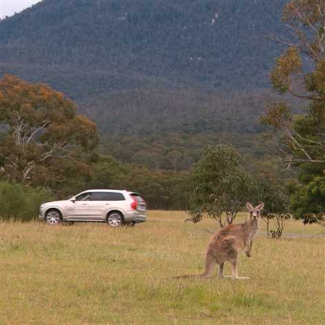 Volvo testuje system zapobiegający kolizjom z kangurami